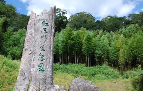 红豆杉景区