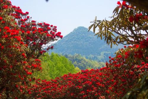 百里杜鹃风景区